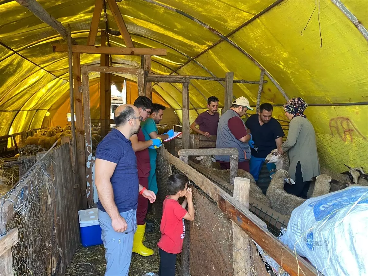 Eflani’de Küçükbaş Hayvancılık Eğitimi